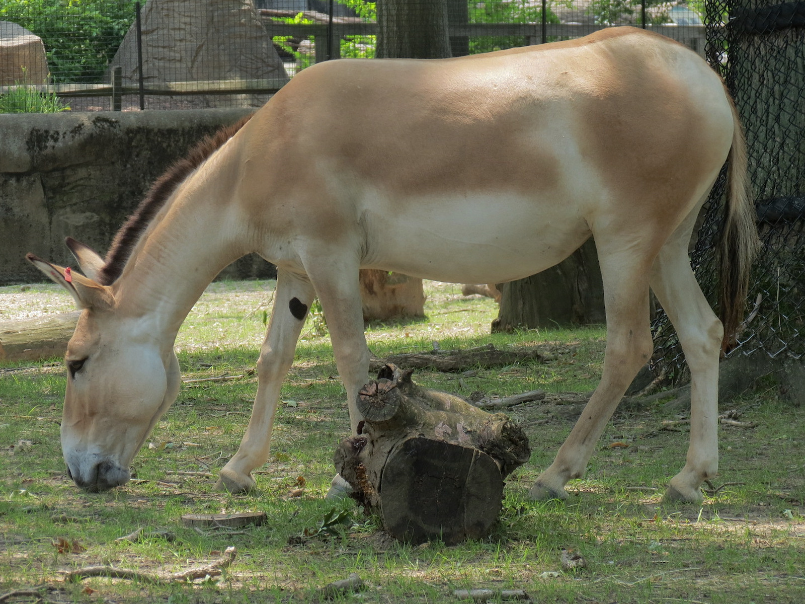 Persian Onager
