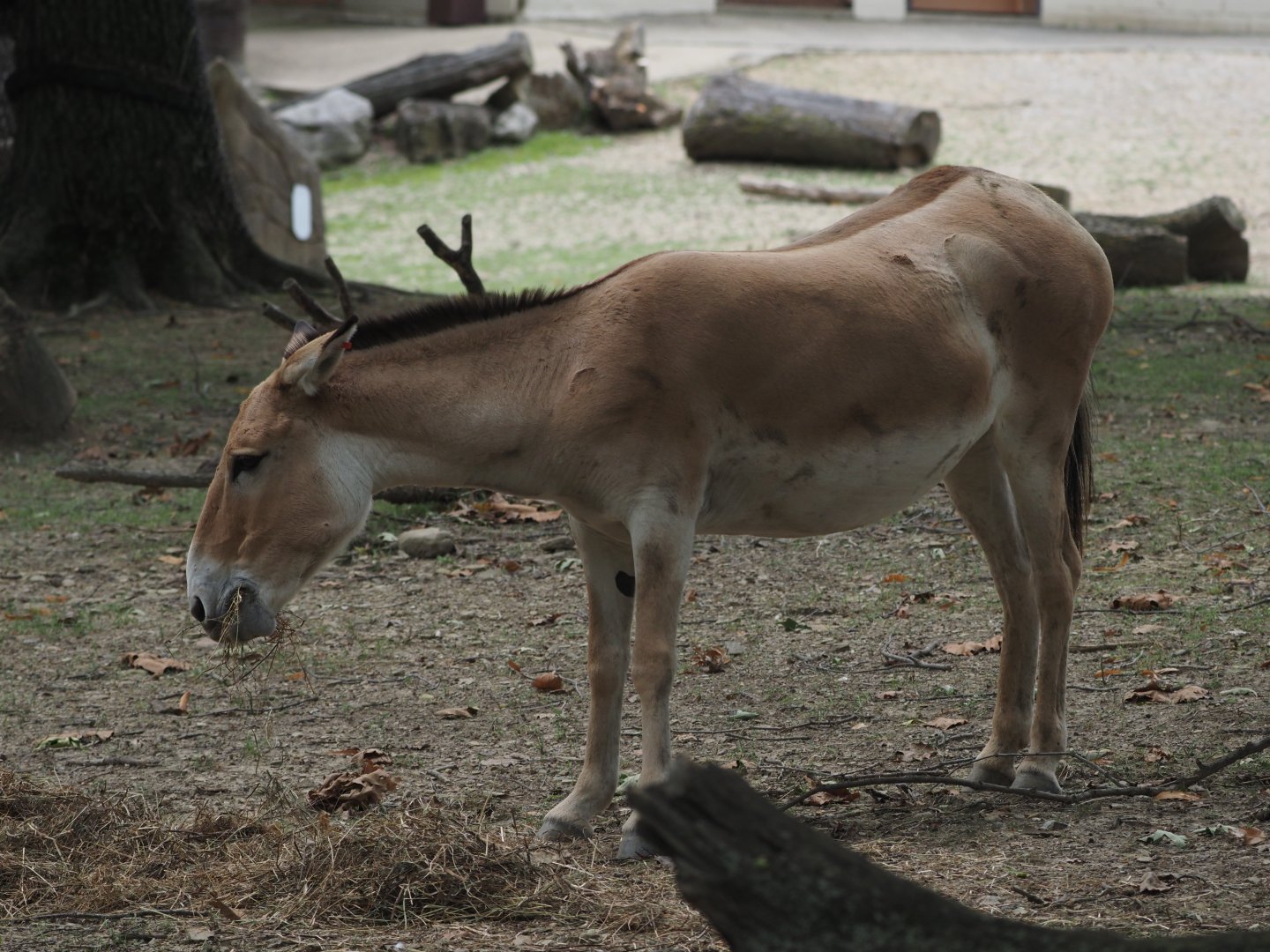 Persian onager