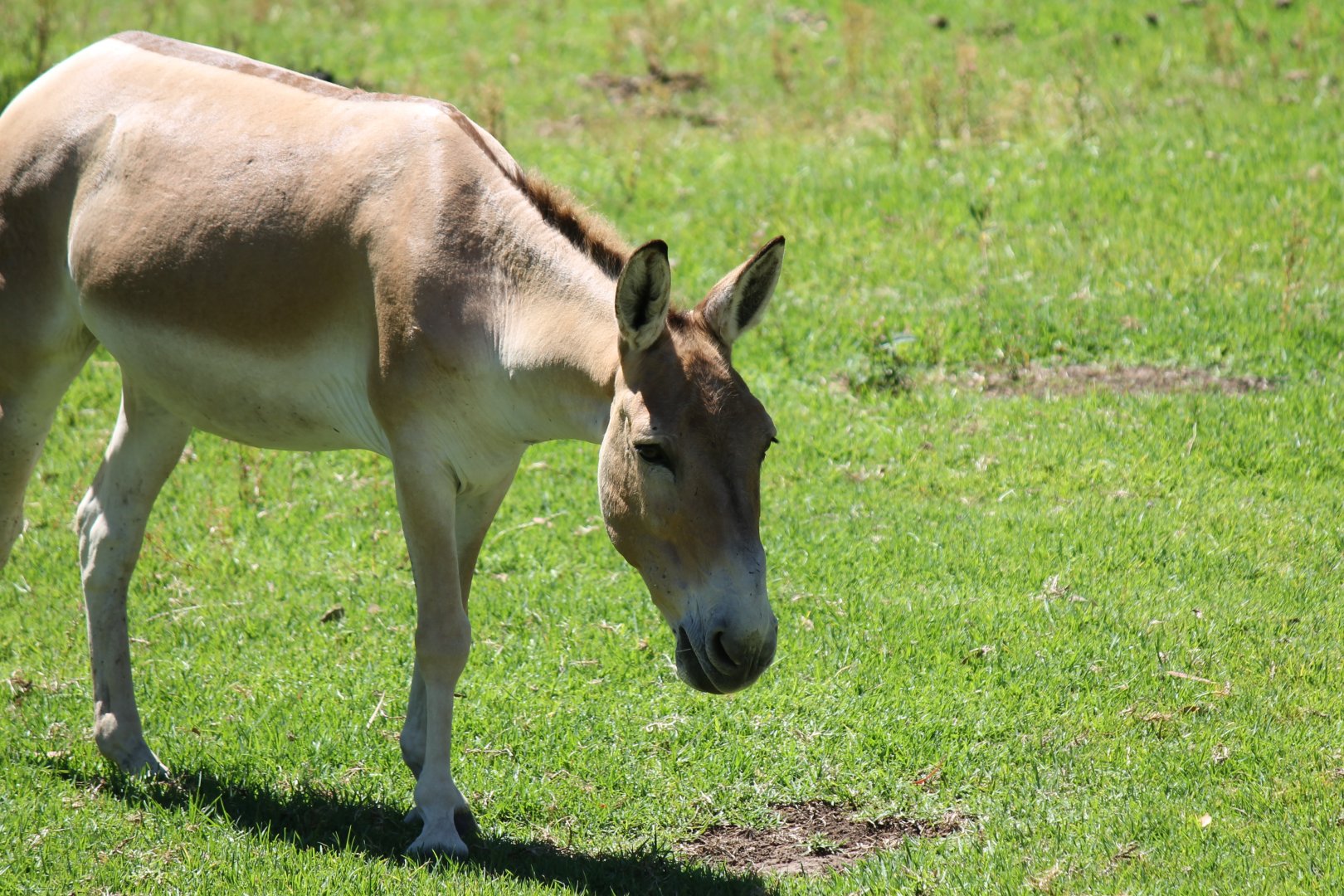 Persian Onager