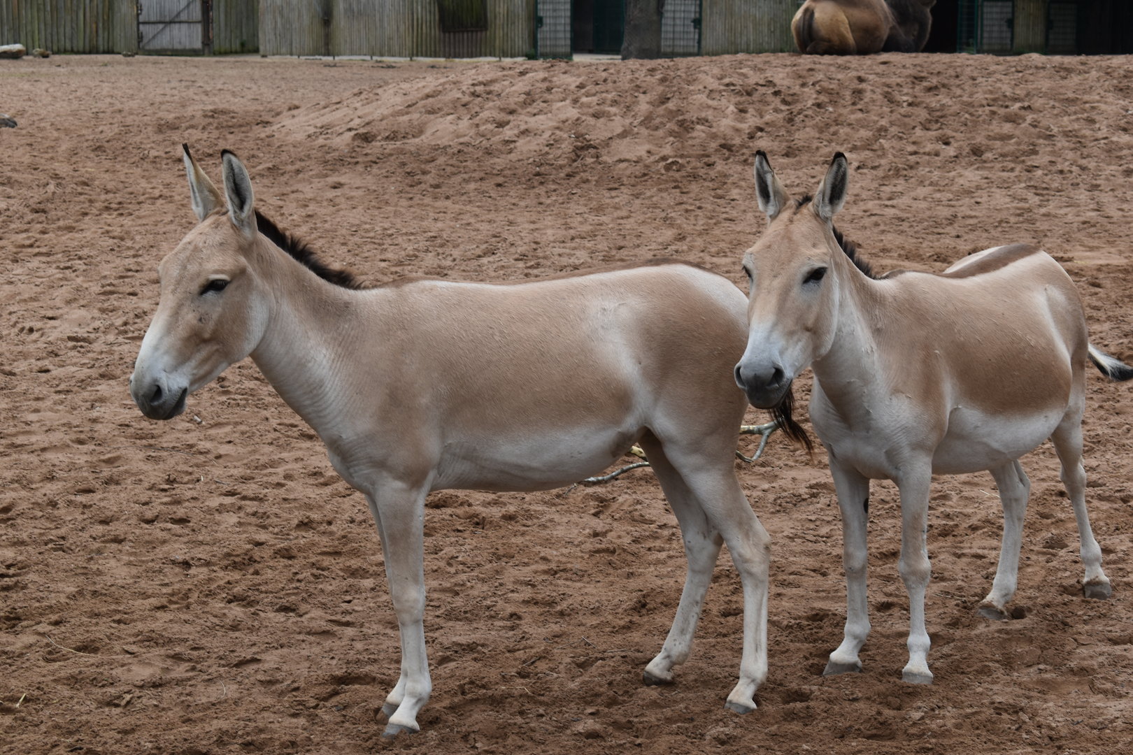 Persian Onager