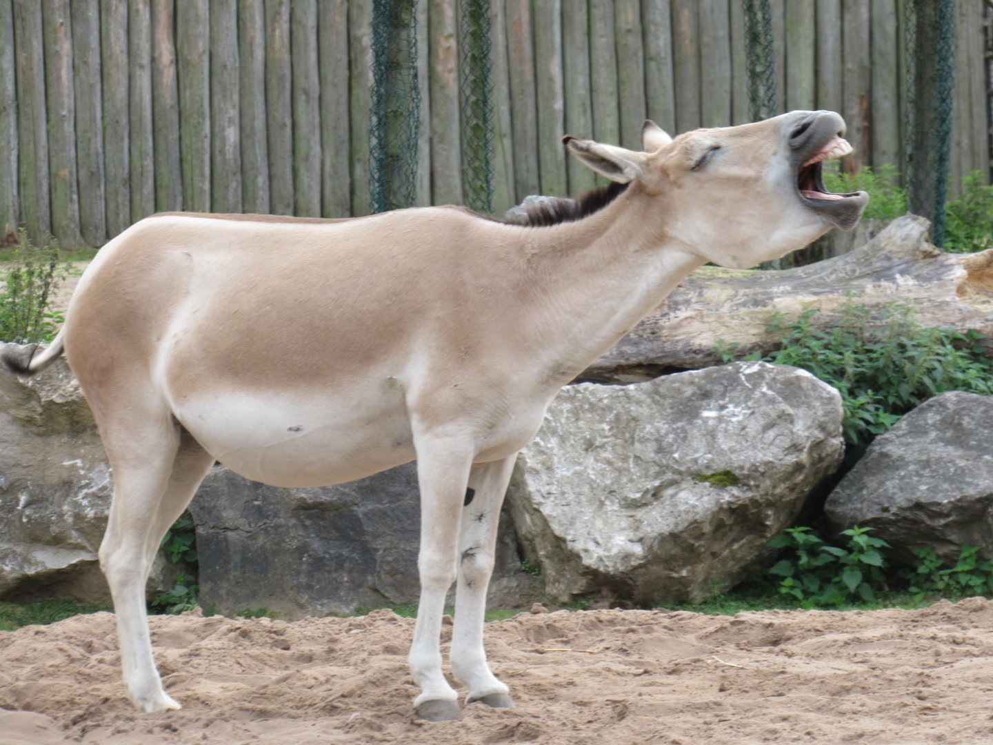 Persian Onager