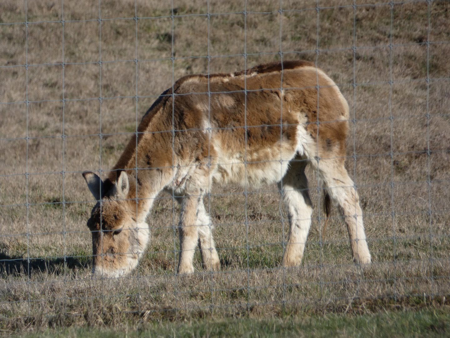 Persian onager