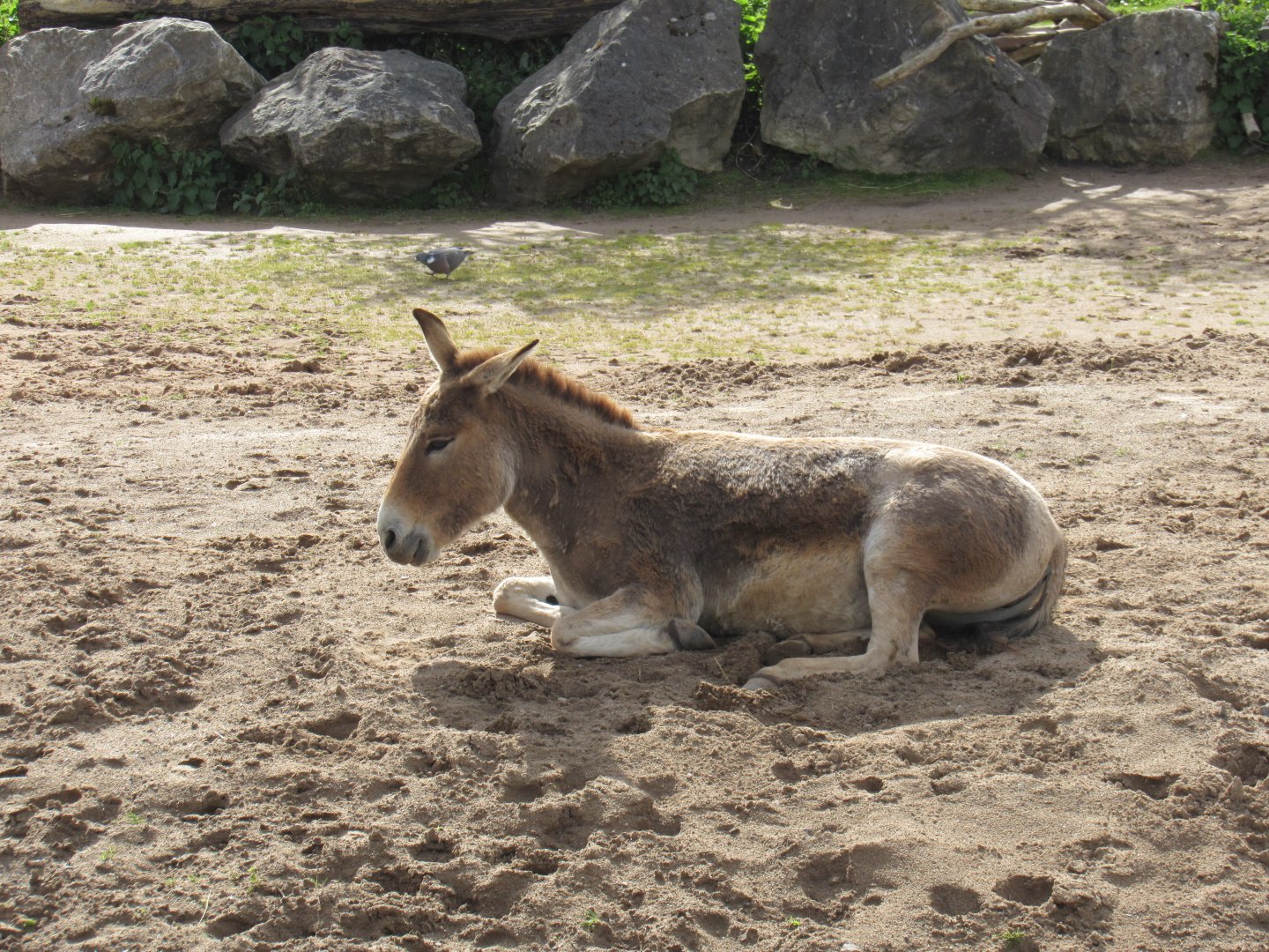 Persian onager