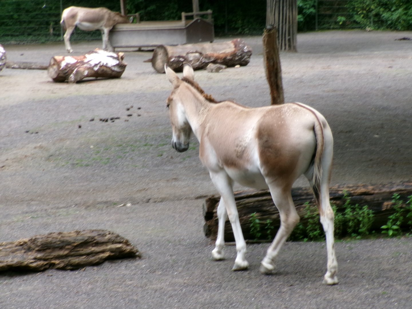Persian onager