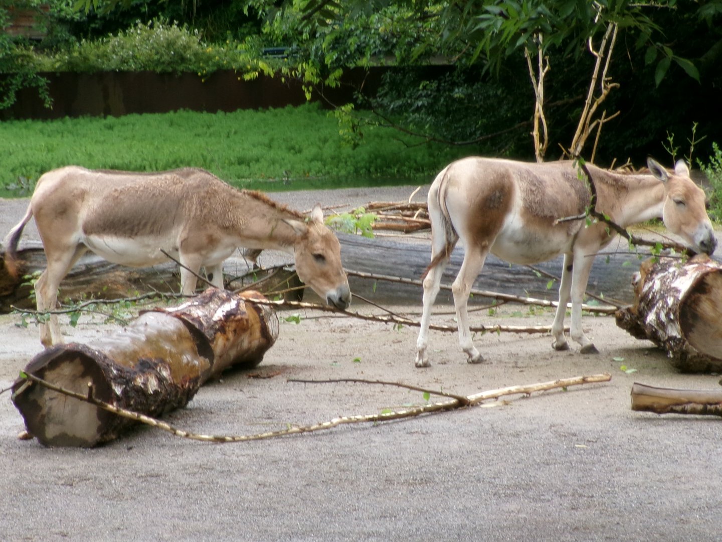 Persian onager