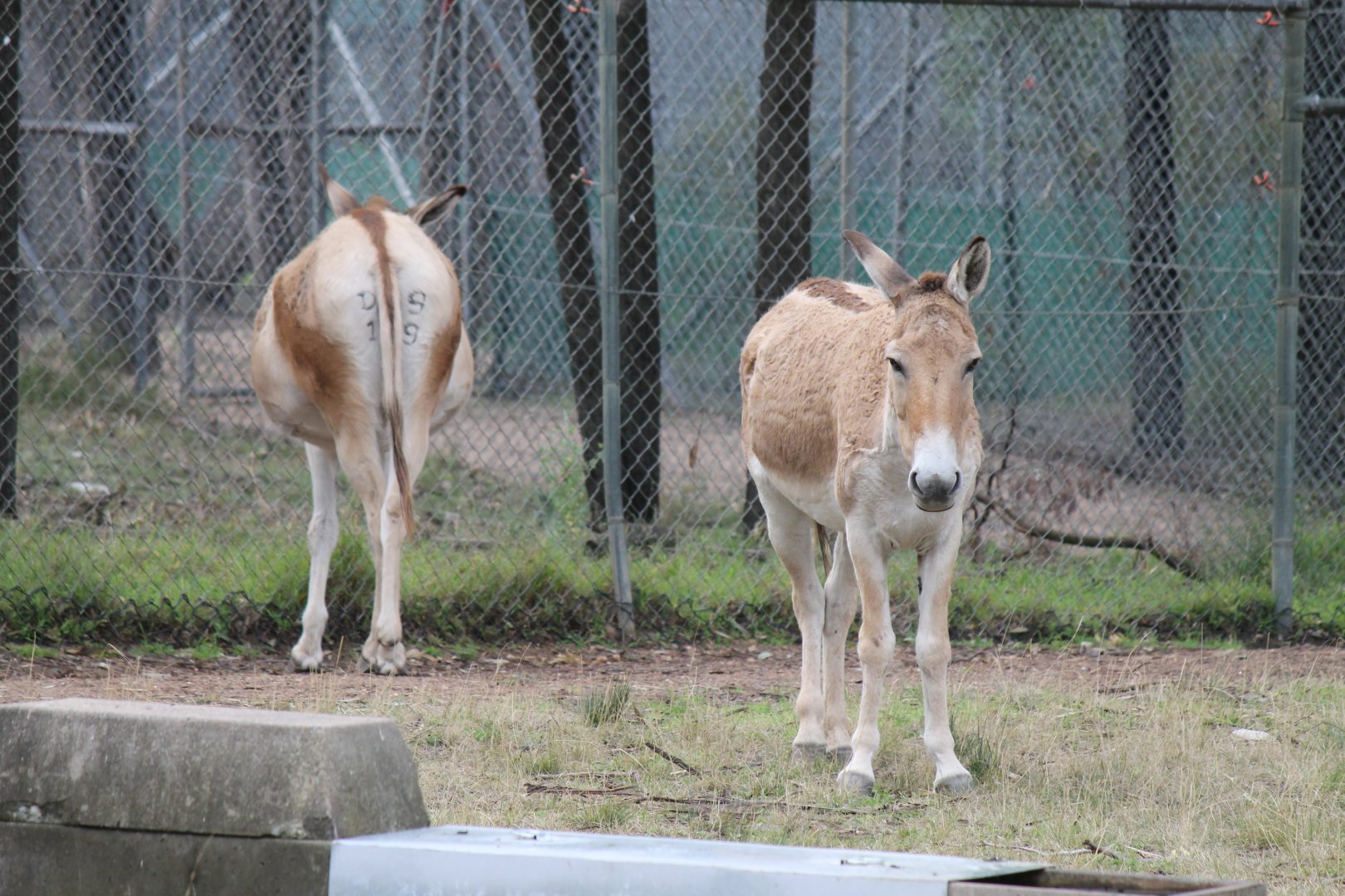 Persian Onager