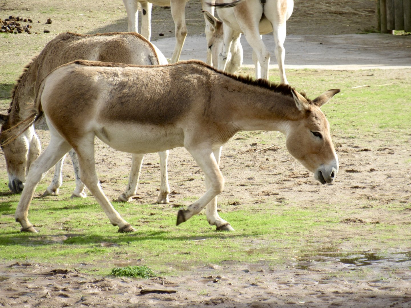Persian onager