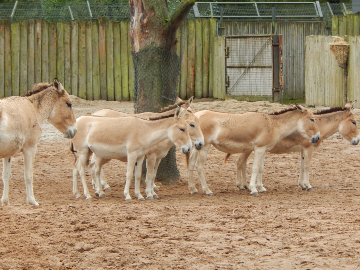 Persian onagers 191021