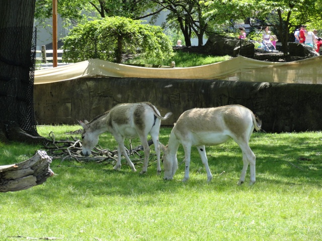 Persian Onagers in Northern Trek