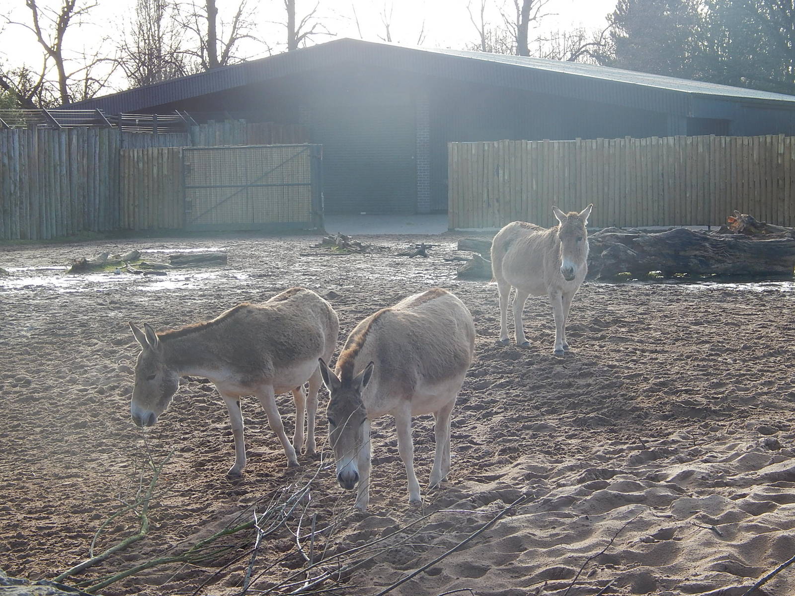 Persian Onagers
