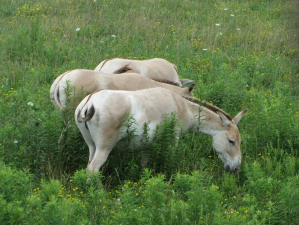 Persian Onagers