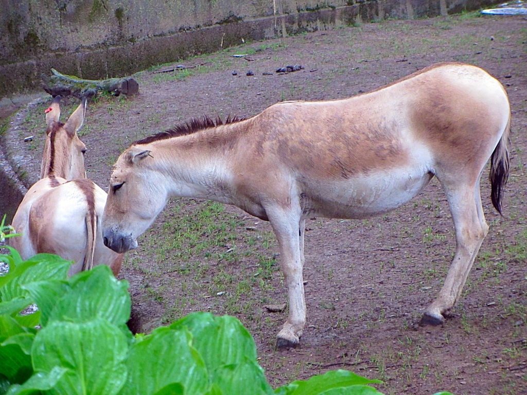 Persian Onagers