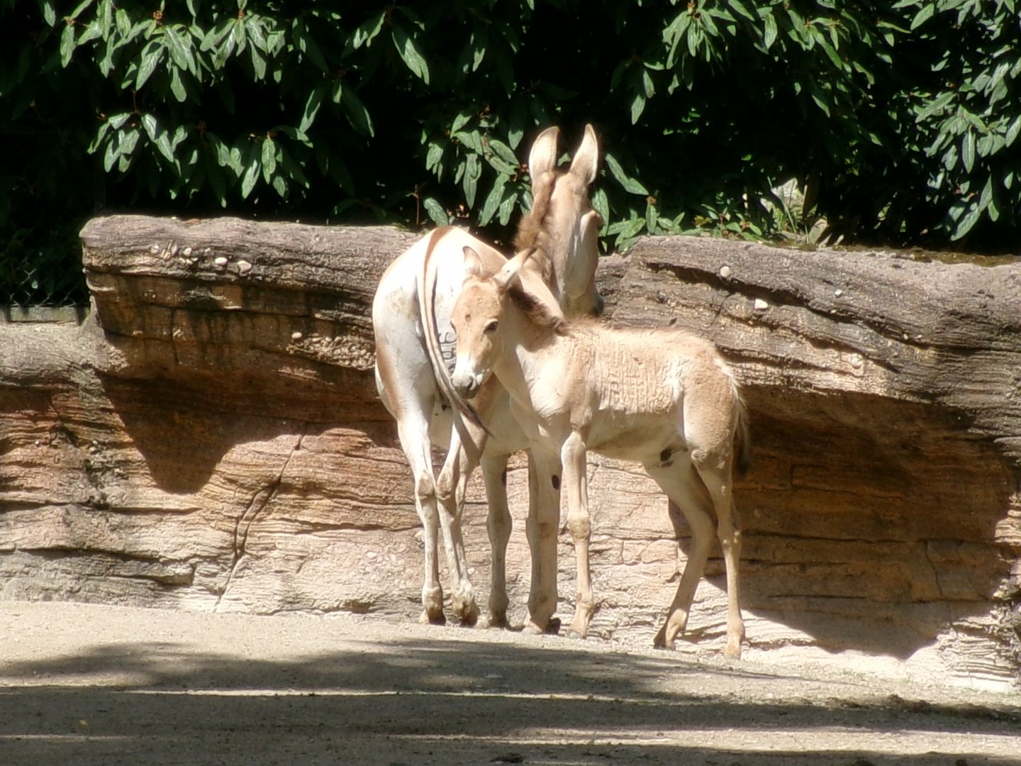Persian onagers