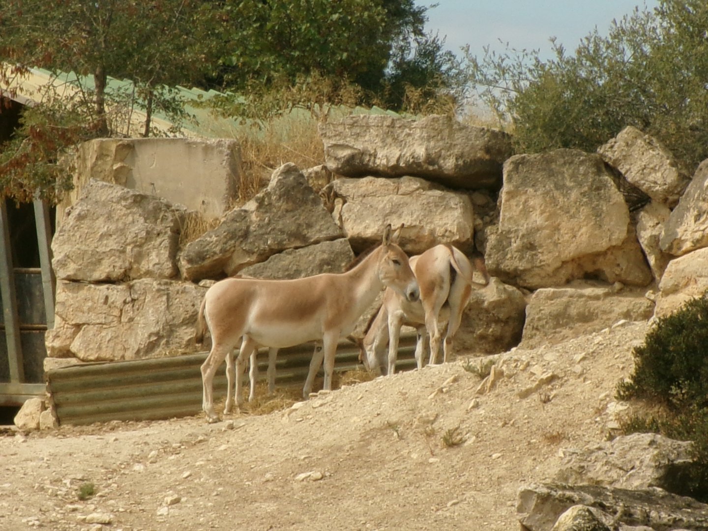 Persian onagers