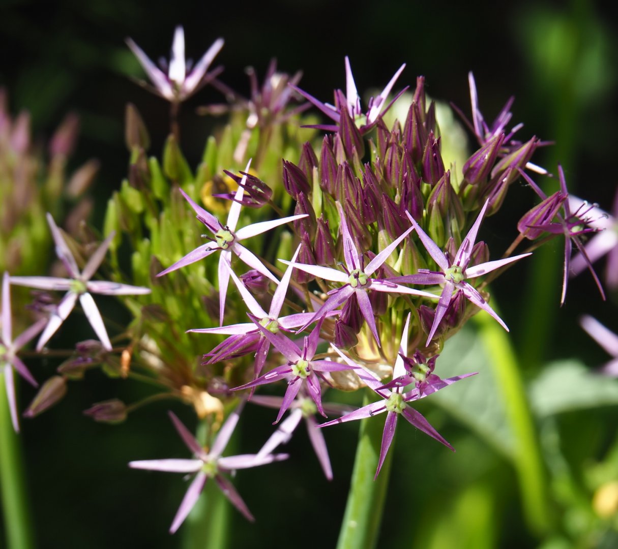 Persian onion flowers (Allium cristophii), 2019-06-01