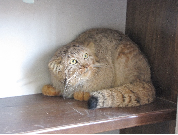 persian pallas cat (Otocolobus manul ferruginea)-winter 2011