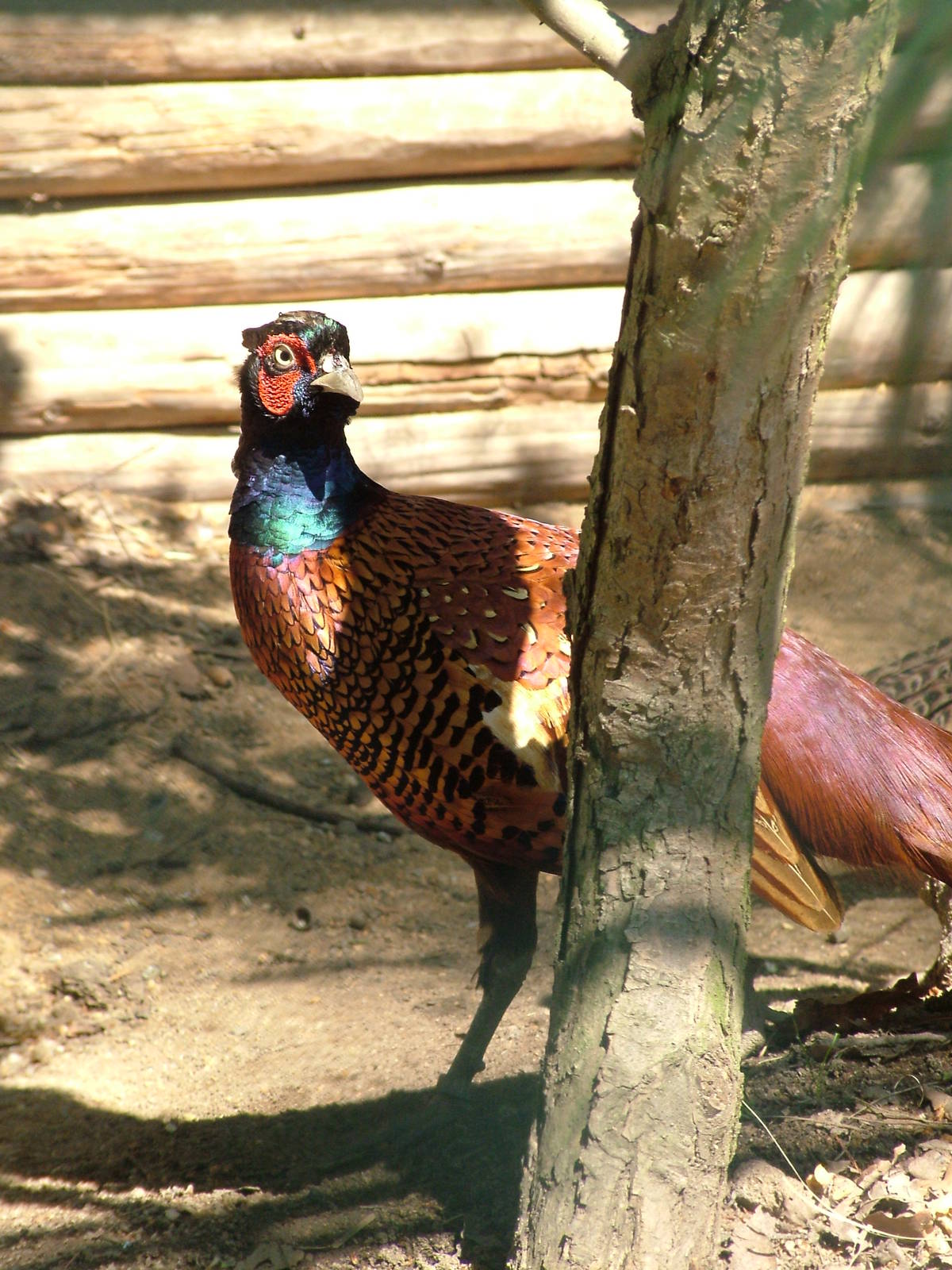 Persian Pheasant at Plzen, 25/05/10