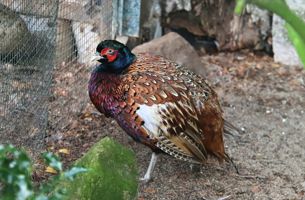 Persian pheasant (Phasianus colchicus persicus)