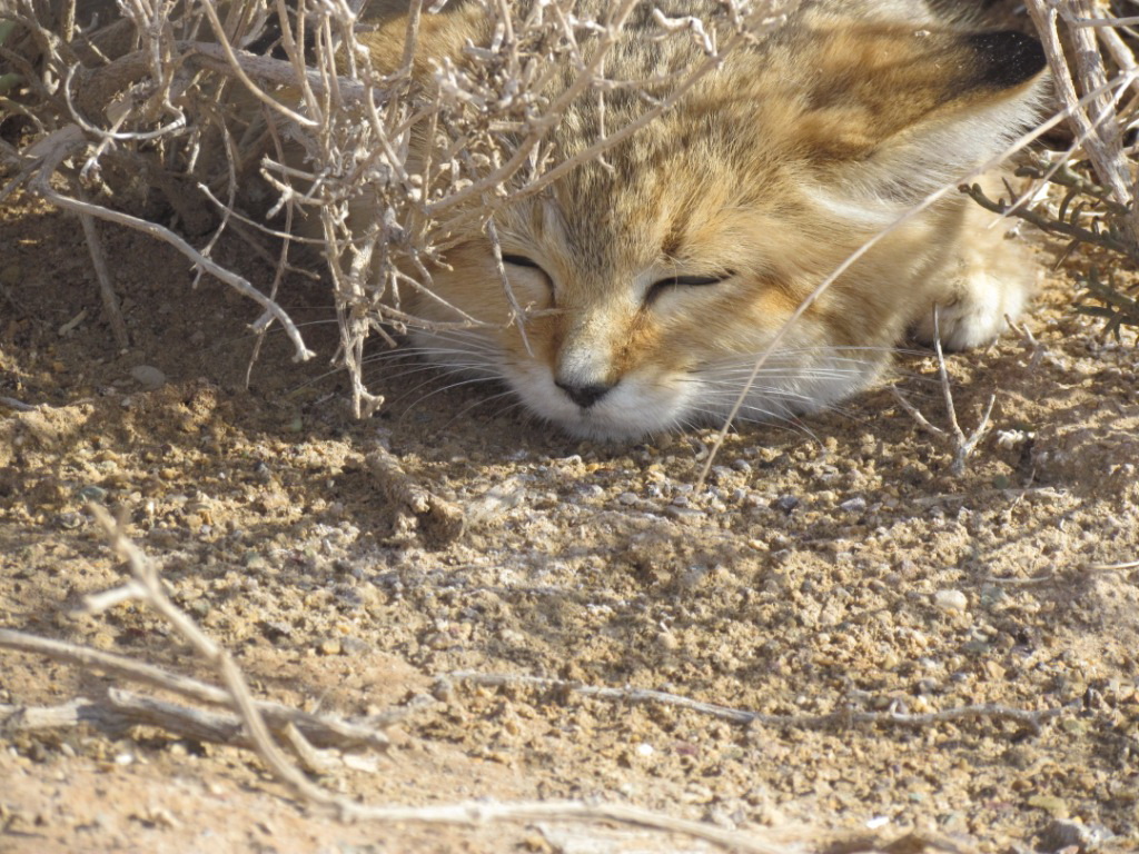 persian sand cat 1 (Felis margarita thinobia)-dec 2011
