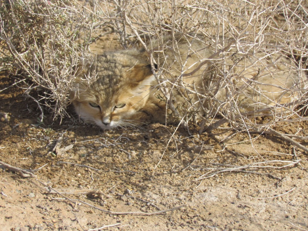 persian sand cat 2 (Felis margarita thinobia)-dec 2011