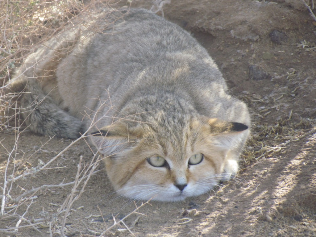persian sand cat (Felis margarita thinobia)-dec 2011