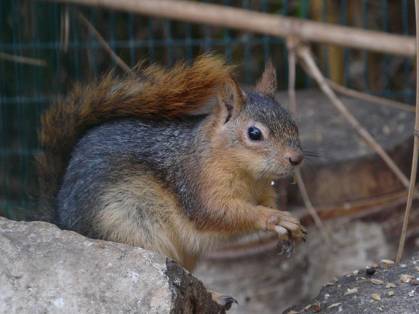 Persian squirrel / Sciurus anomalus