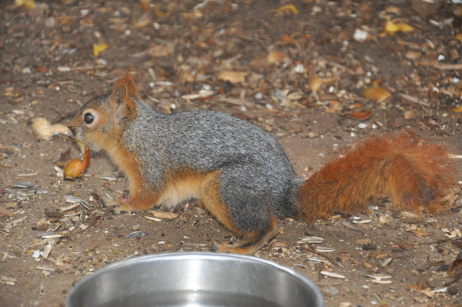 Persian squirrel/ Sciurus anomalus