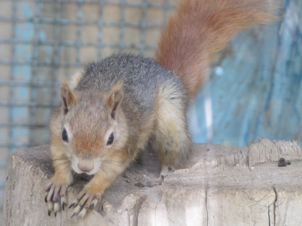 Persian Squirrel(tehran zoo)