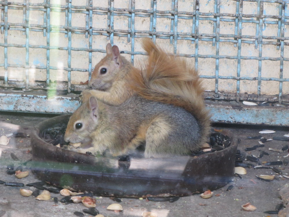 Persian Squirrel(tehran zoo)