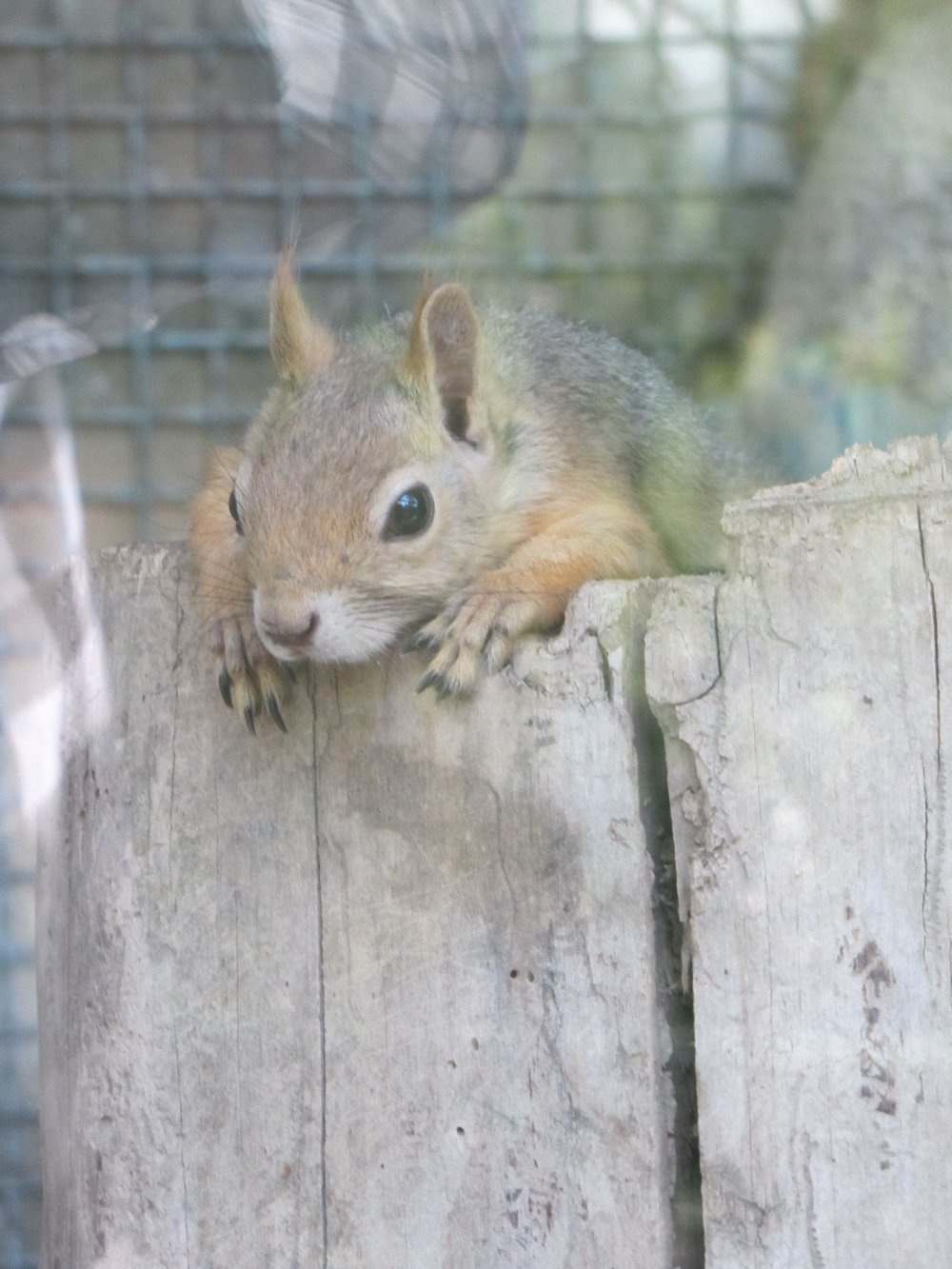 Persian Squirrel(tehran zoo)