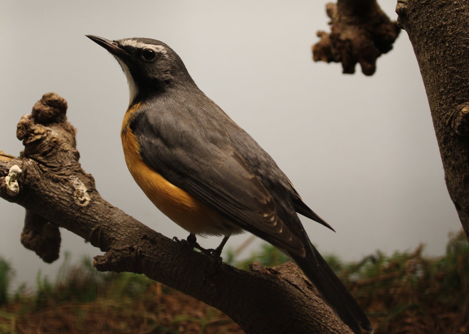 Persian white-throated robin