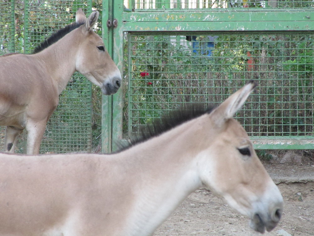 persian wild ass (tehran zoo)