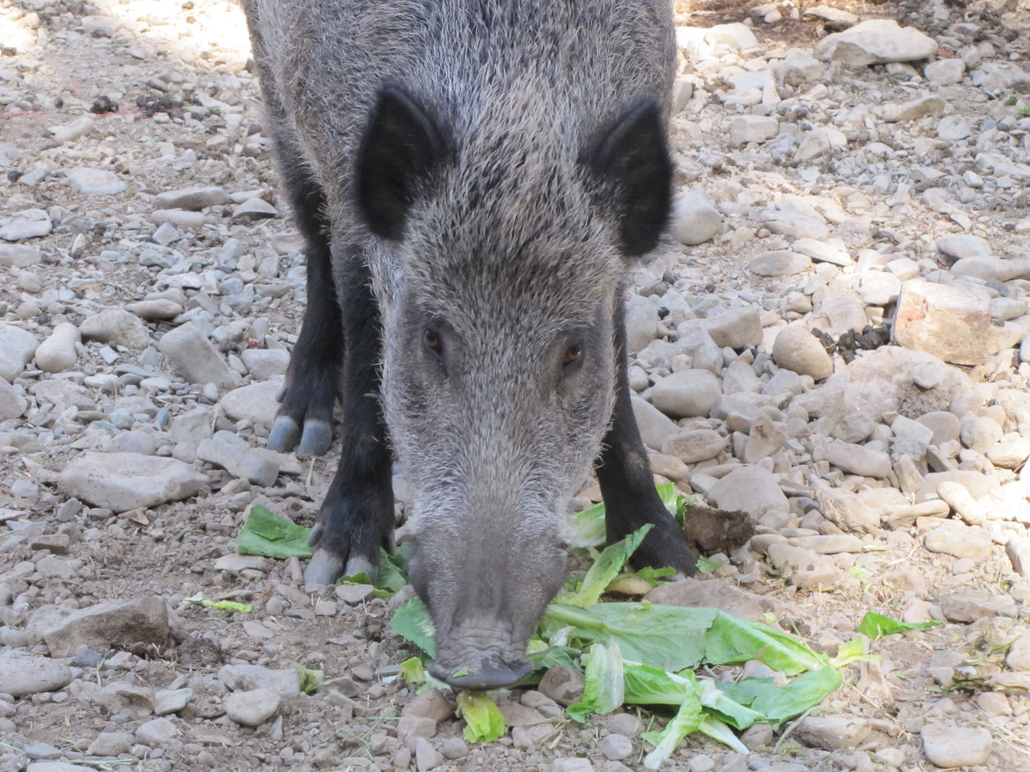persian Wild boar (tehran zoo)