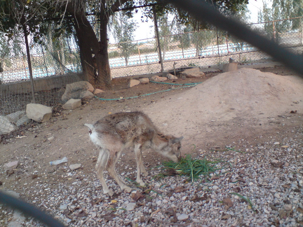 persian wild sheep baby