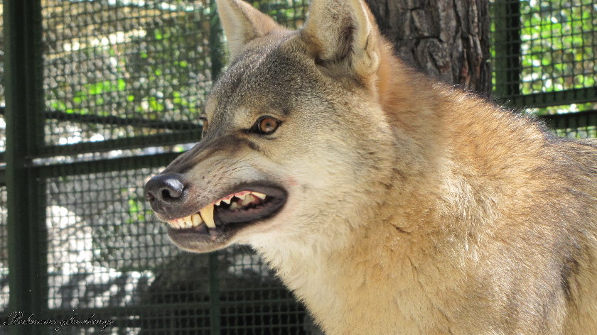 persian wolf (male)