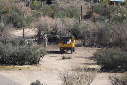 personal safari tour