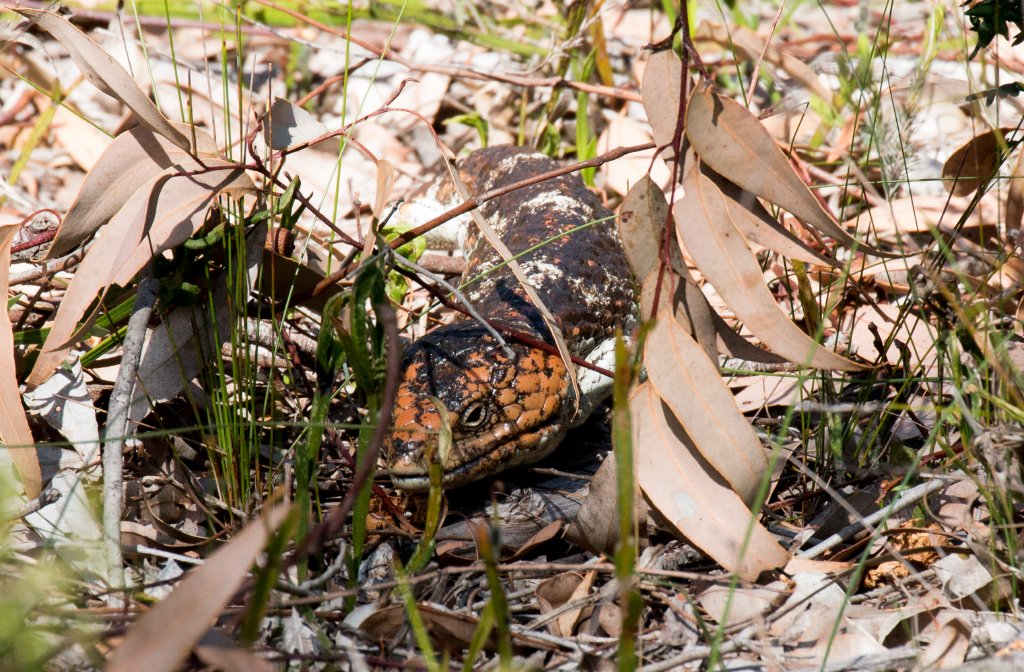 Perth Shingleback