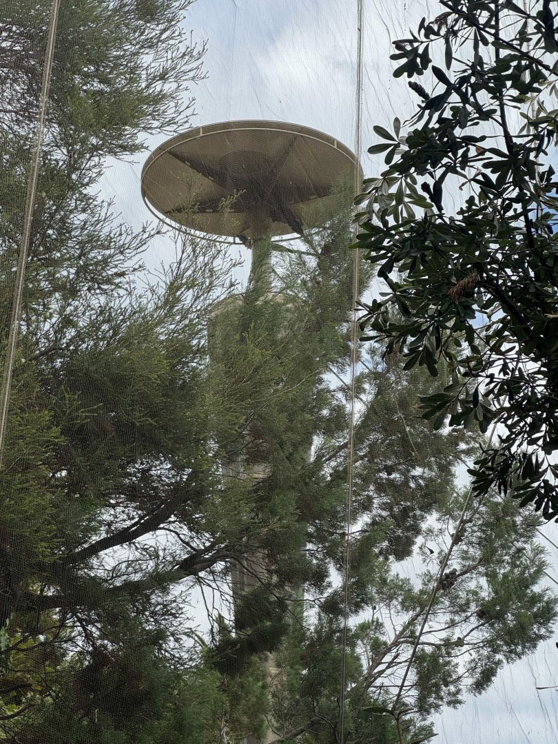 Perth Zoo Gibbon crossing