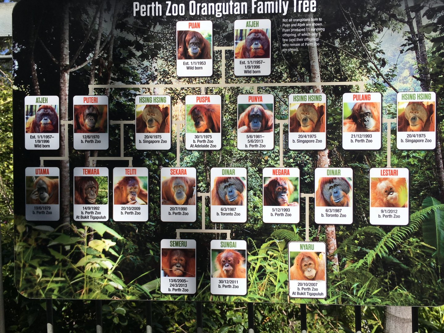 Perth Zoo Orangutan Family Tree Sign Board (2016)