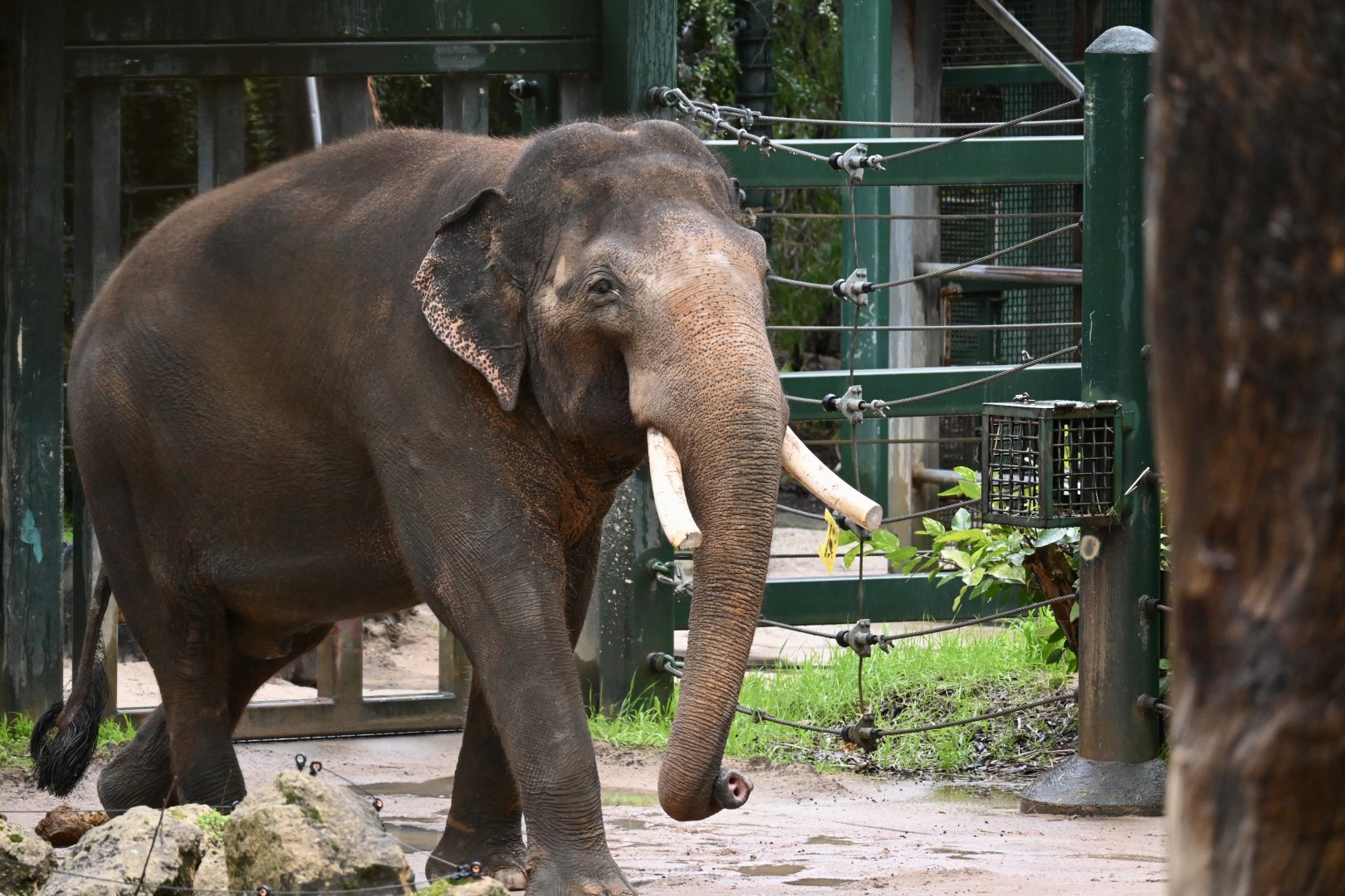 Perth Zoo's Bull Elephant 1/8/25-Putra Mas