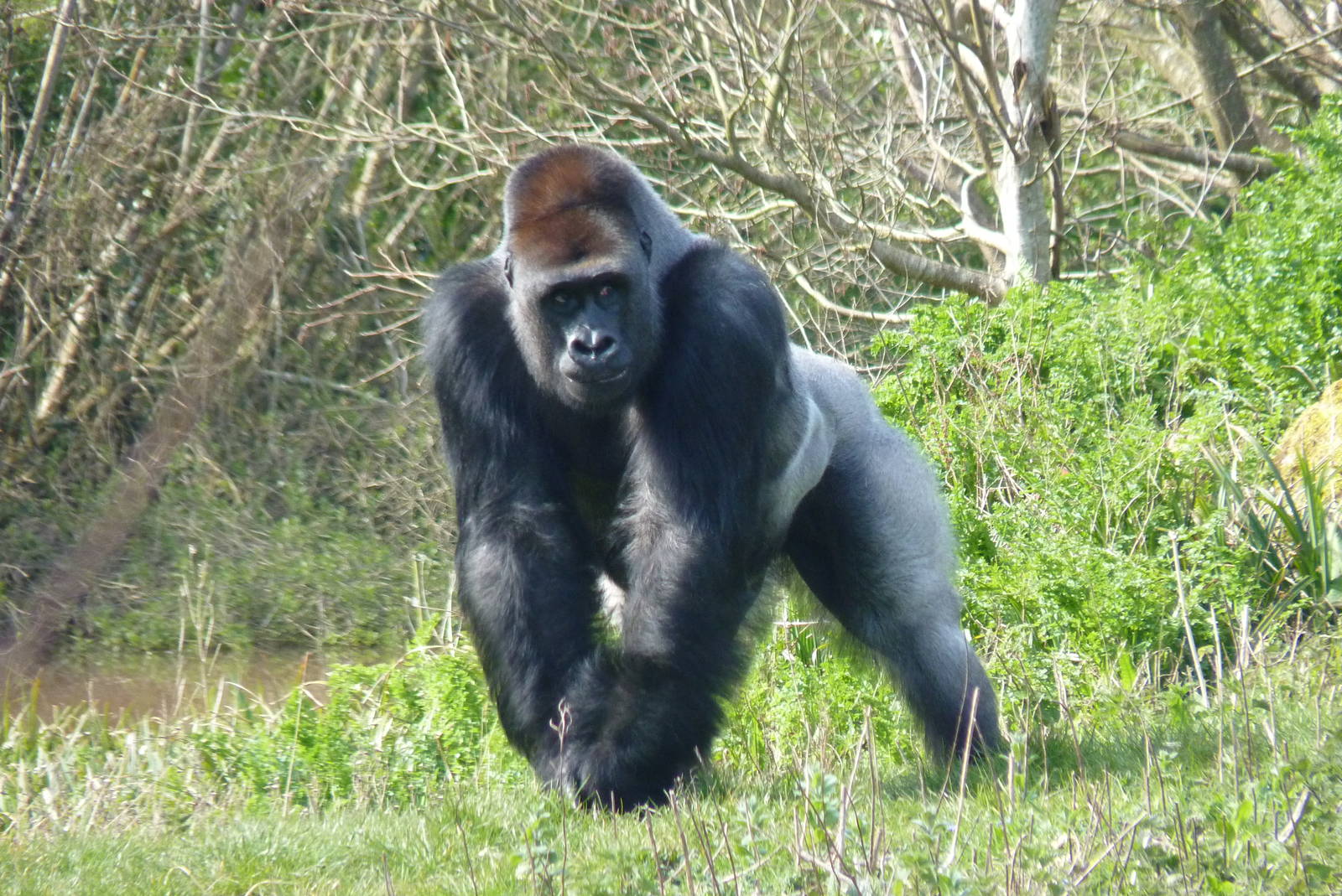 Pertinax, 13 April 2016