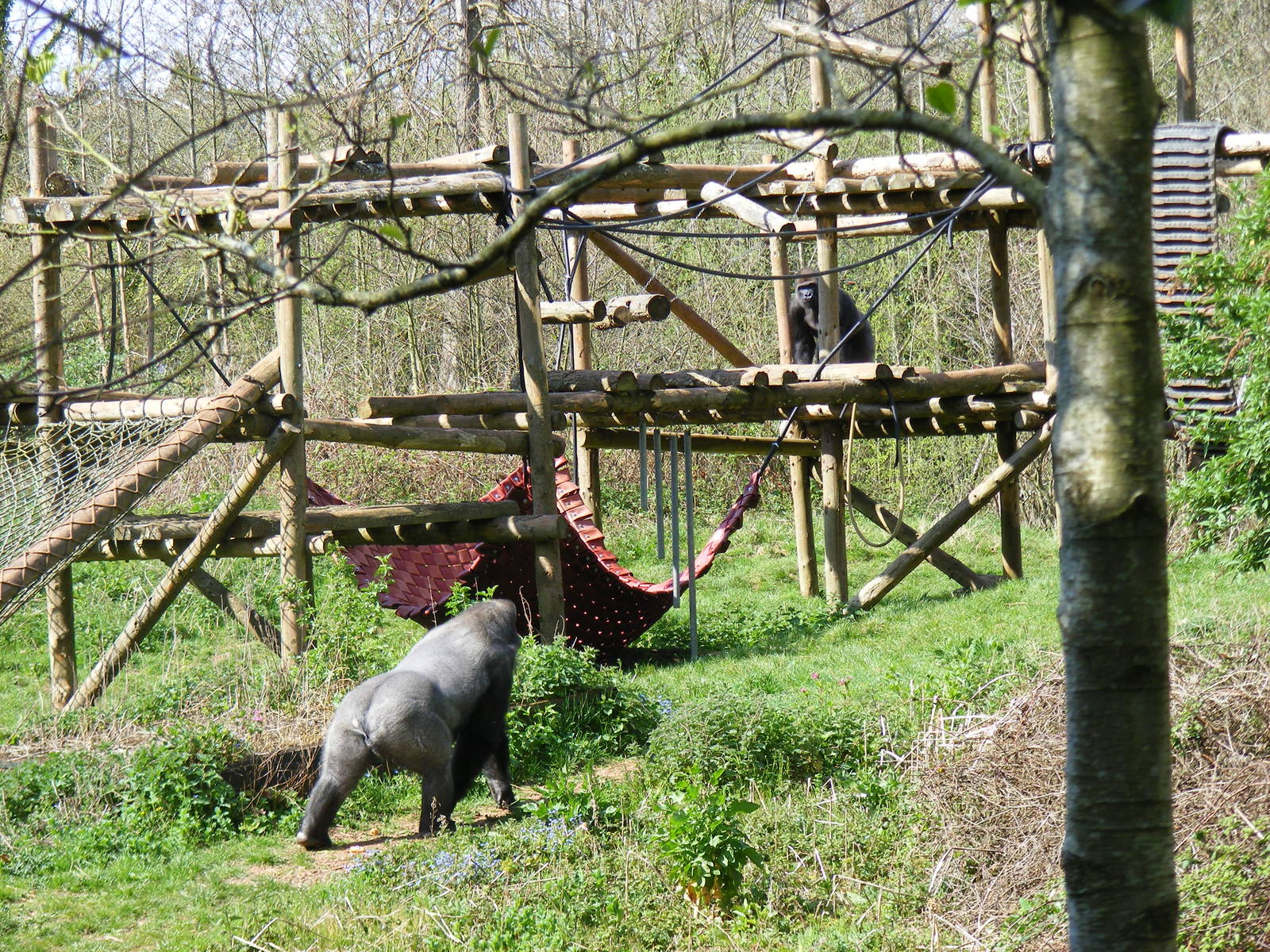 Pertinax and Kumbuka the Gorillas at Paignton Zoo, 13 April 2009