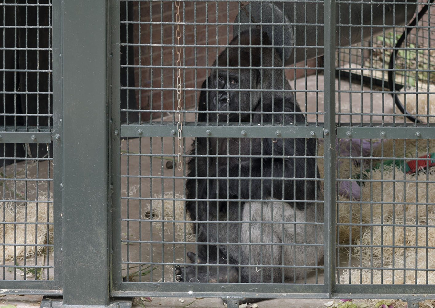 Pertinax in the outdoor cage