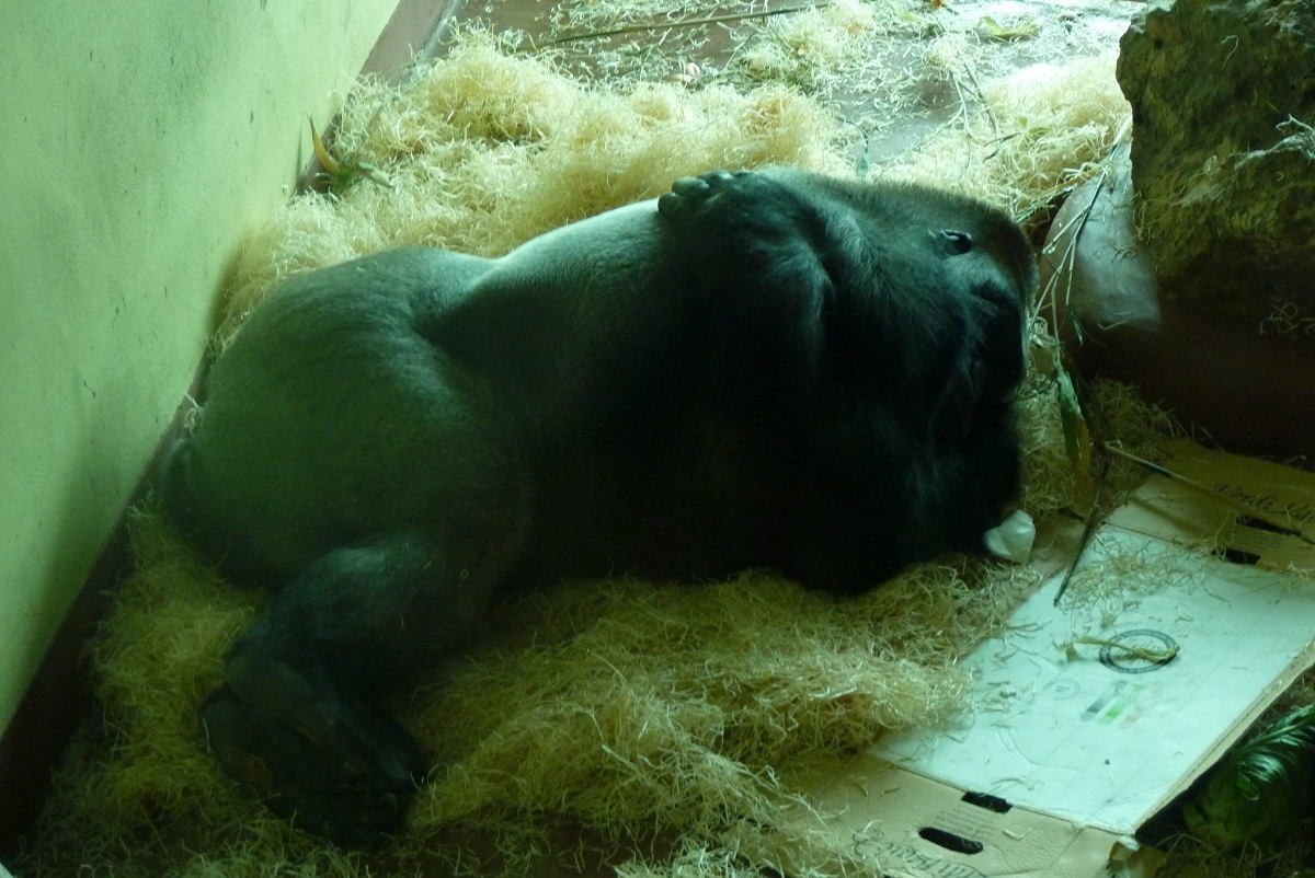 Pertinax, Lowland Gorilla, June 2016