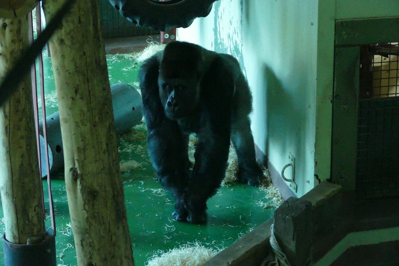 Pertinax, March 2020