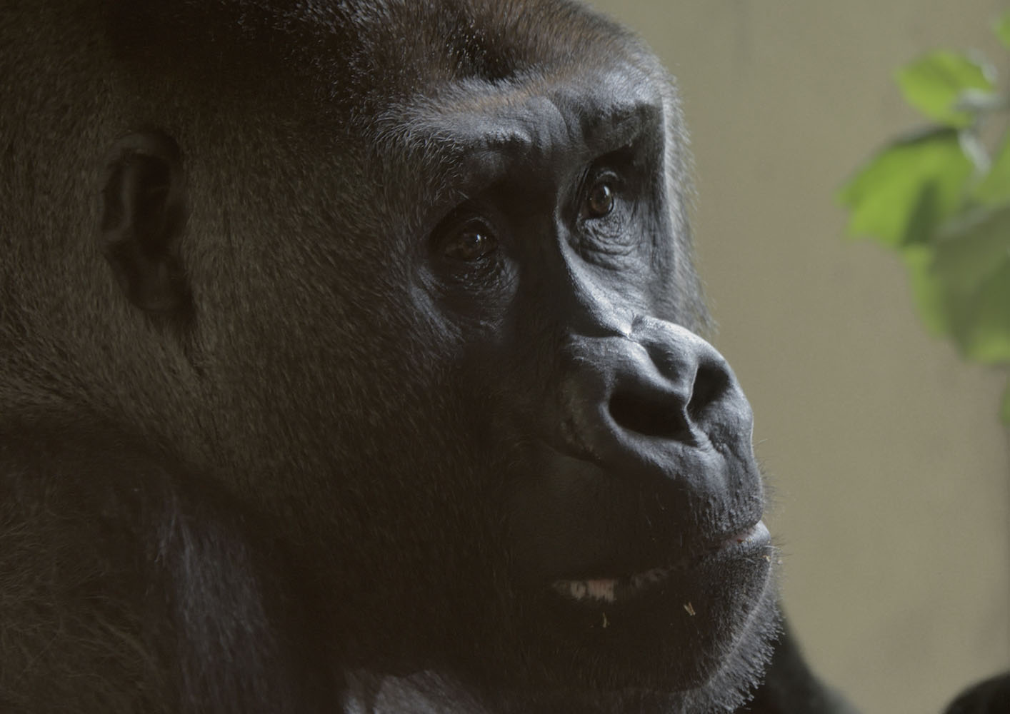 Pertinax selecting browse