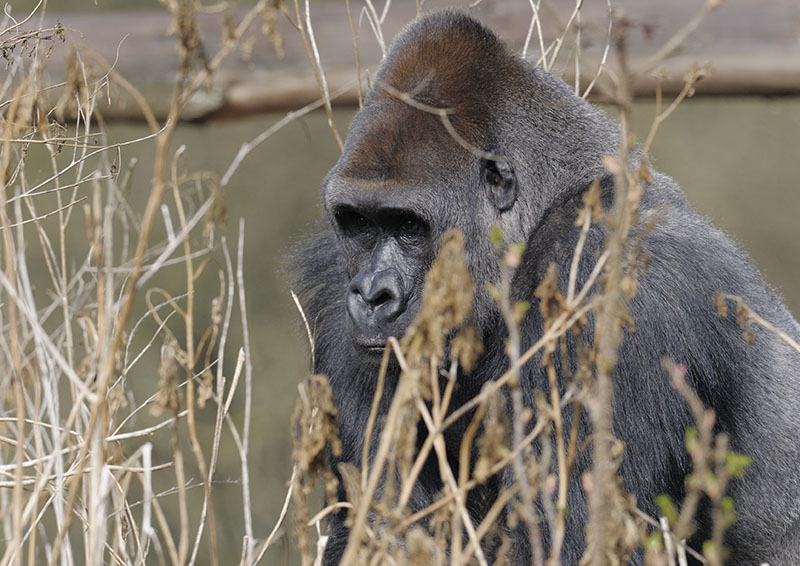 Pertinax staying in the background