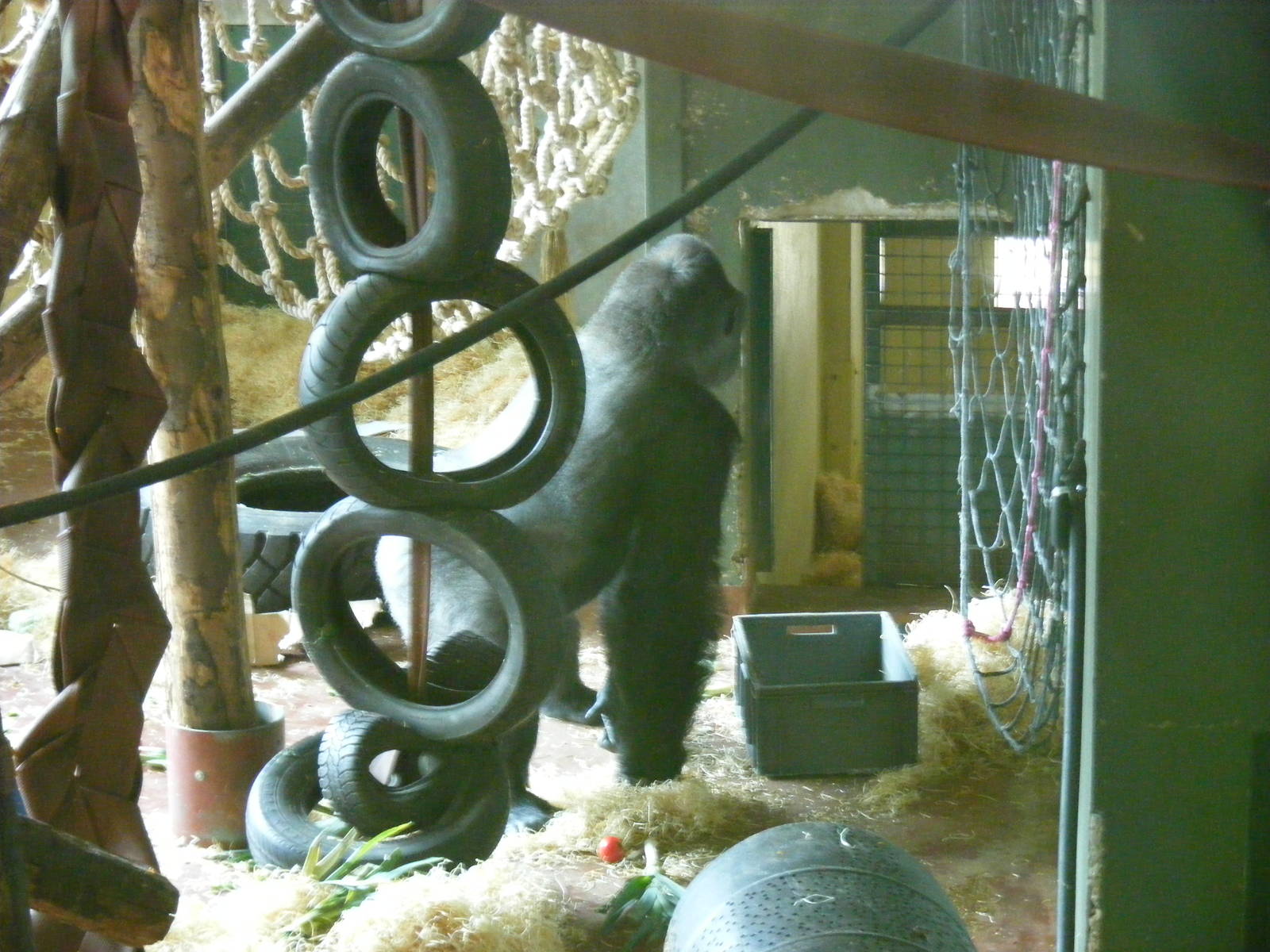 Pertinax the gorilla at Paignton Zoo, 2 August 2009