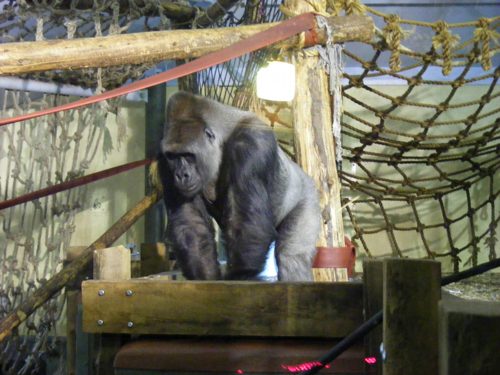 Pertinax the gorilla at Paignton Zoo, 31 December 2010