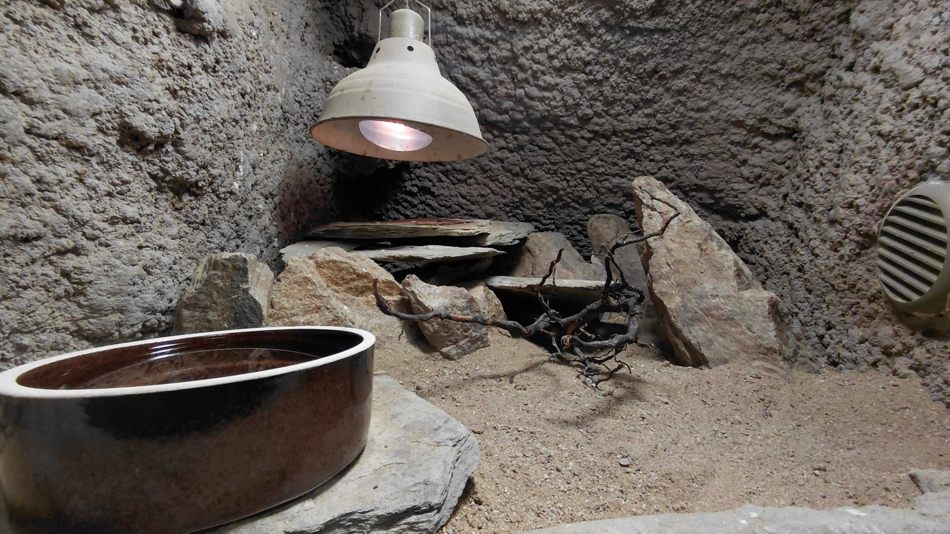 Peru Pacific iguana exhibit